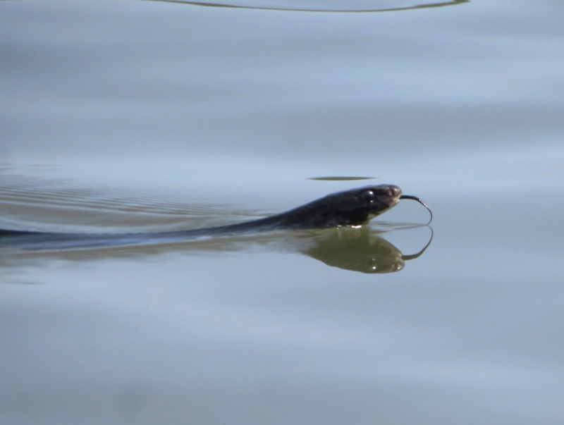 Close up of head with tongue sticking out