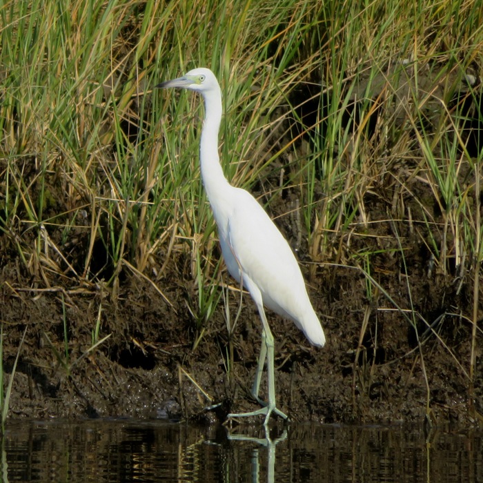 Little blue heron