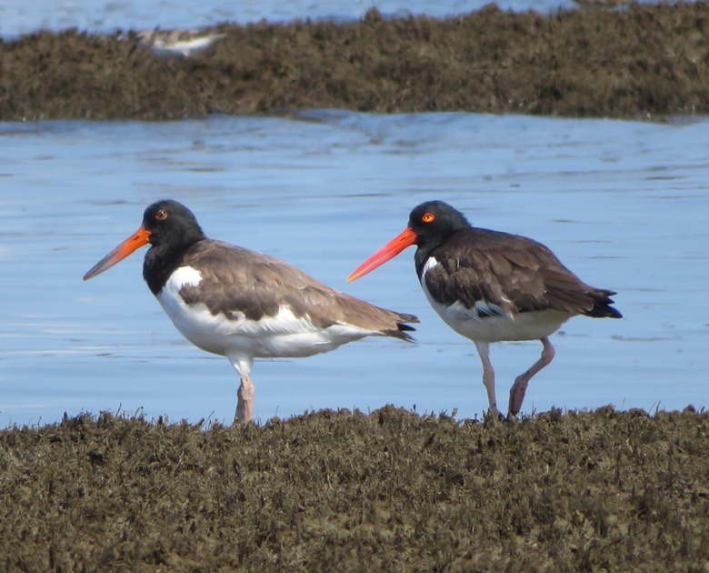 Two oystercatchers