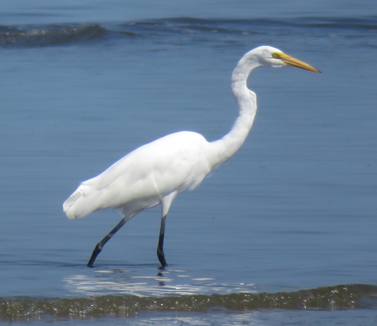 Great egret wading