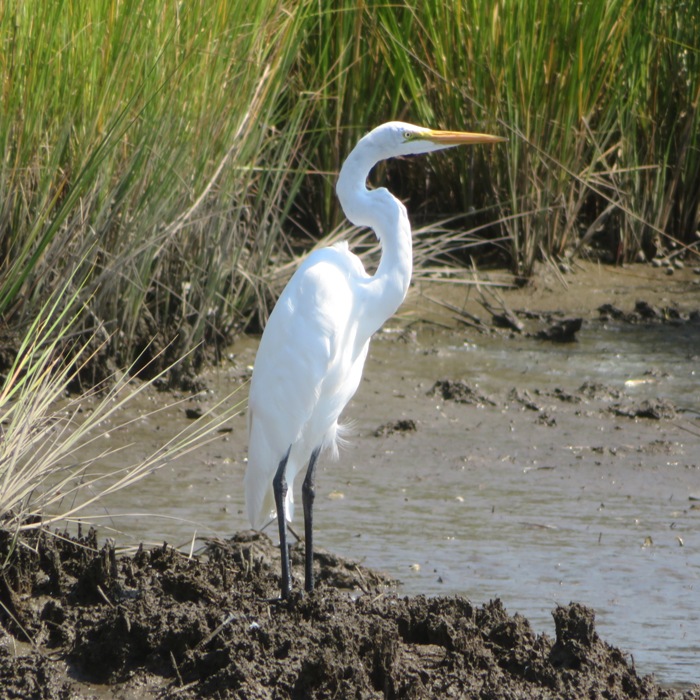 Great egret