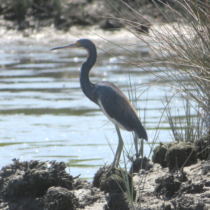 Mature tricolored heron