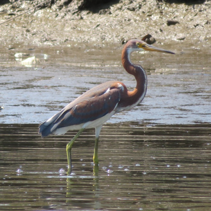 Immature tricolored heron