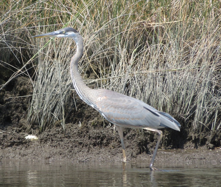 Great blue heron