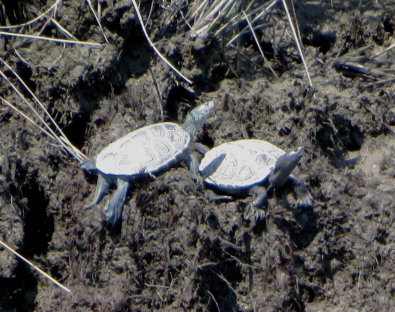 Two small terrapins on the shore