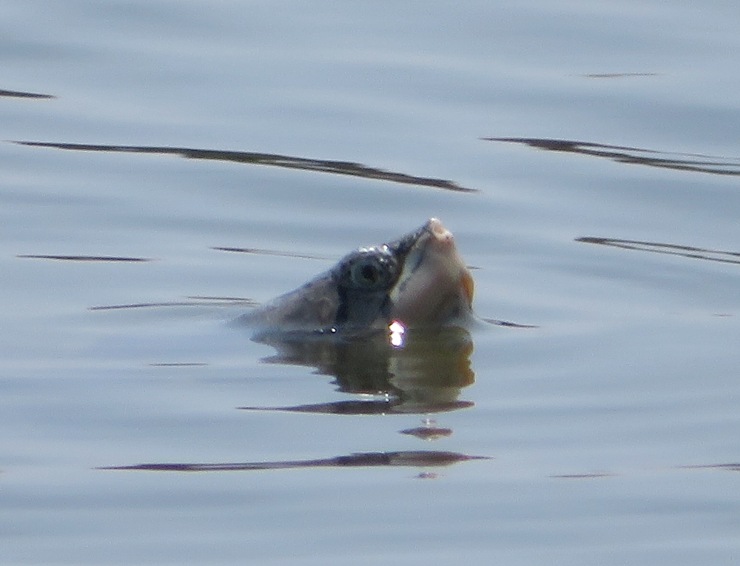 Terrapin with its head above the water, keeping its eye on me