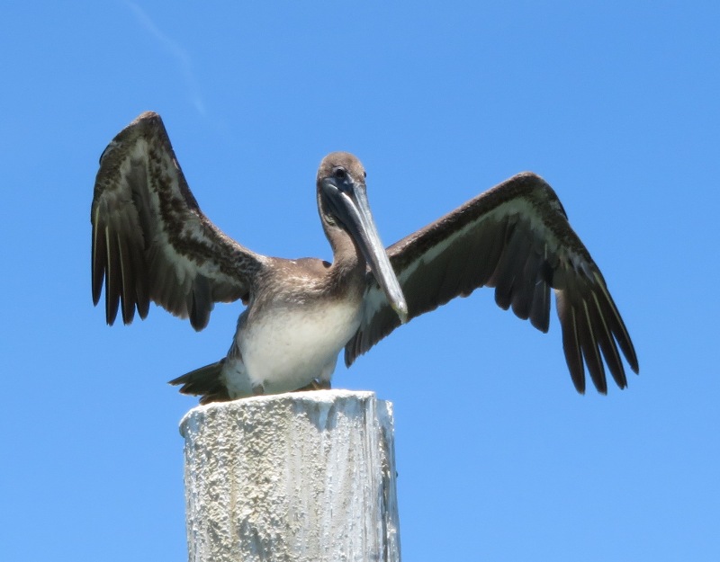 Pelican spread eagle