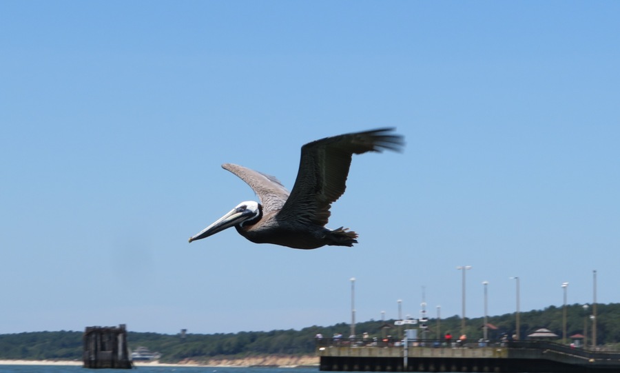 Pelican in flight