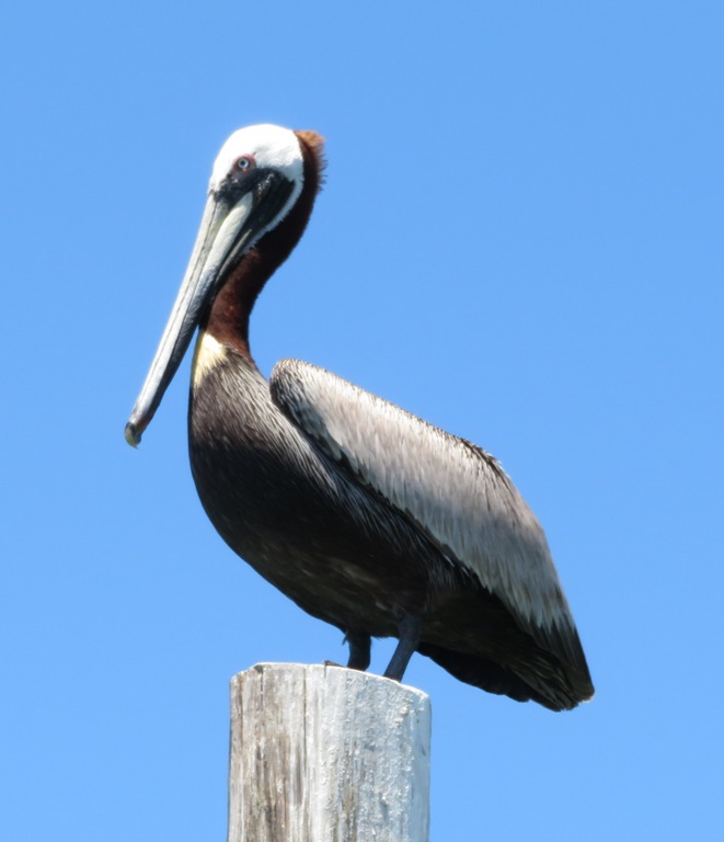 Large brown pelican standing on pile