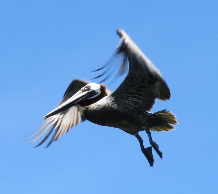 Pelican in flight