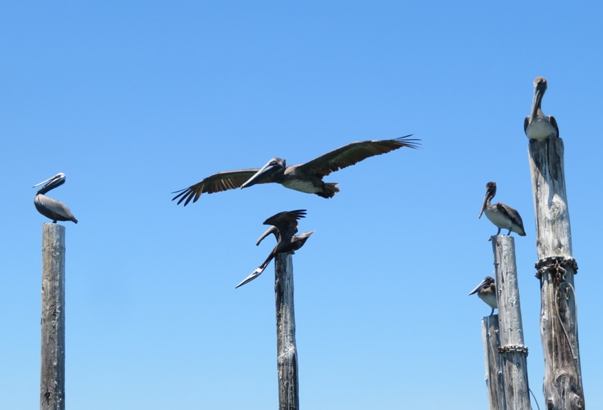 Pelicans on piles and one in flight