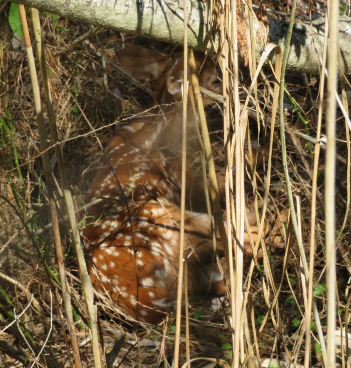 Fawn in grasses