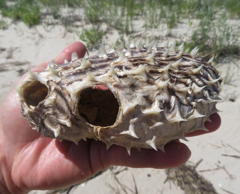 Holding a burrfish; very spiky