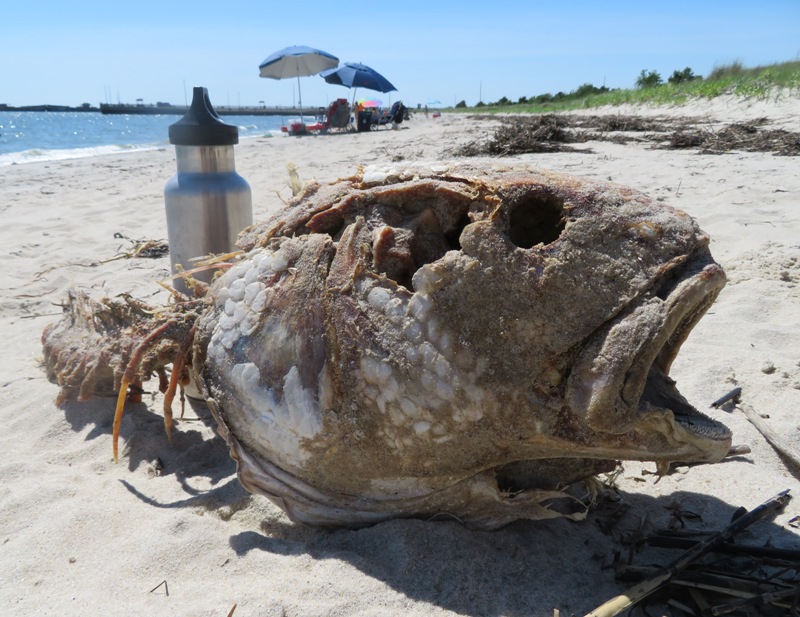 Decaying red drum fish with water bottle behind