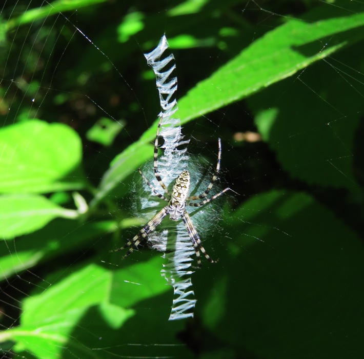 Writing spider in web