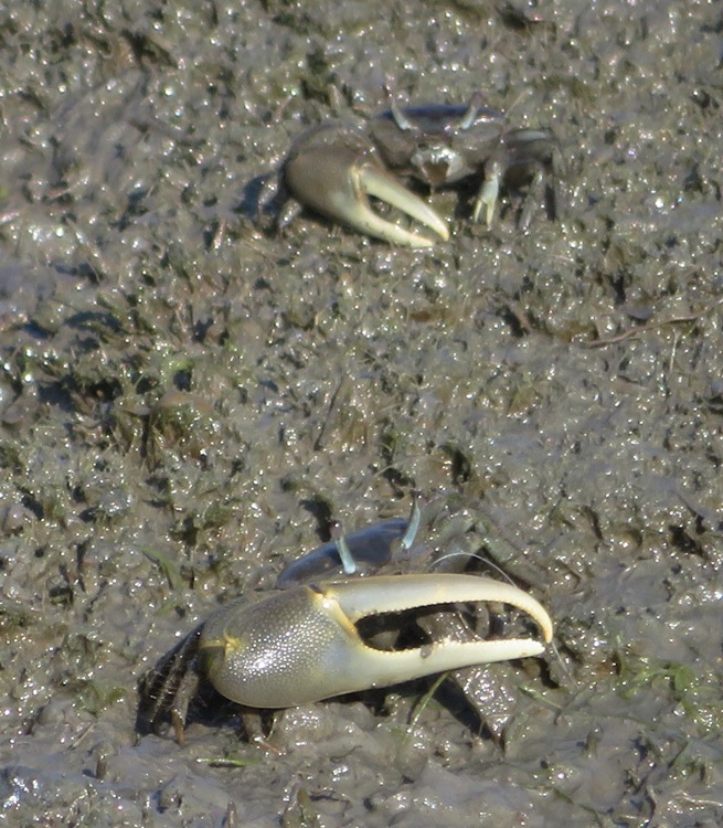 Two fiddler crabs