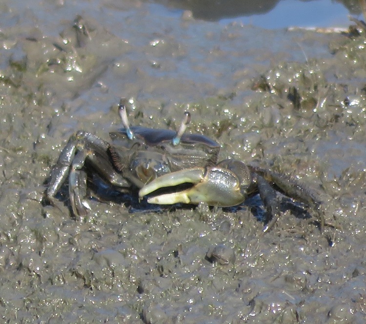 Crab with big left claw