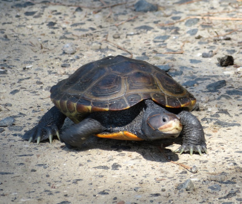 Top view of different terrapin