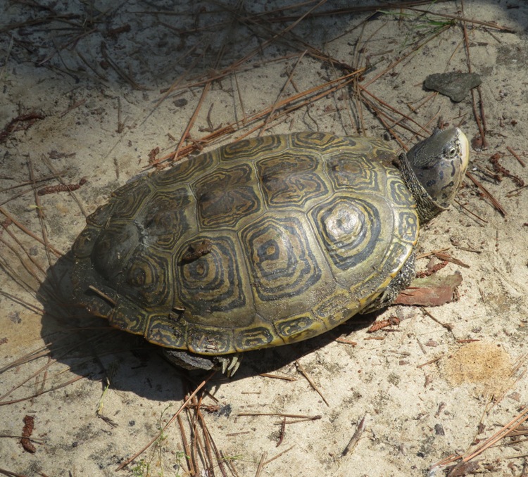 Front view of diamondback terrapin