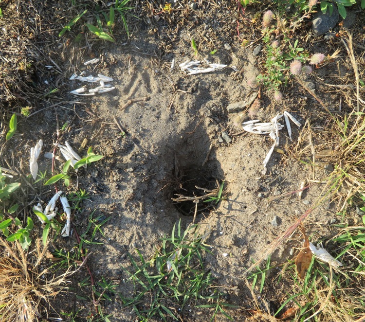 Hole surrounded by turtle egg shells