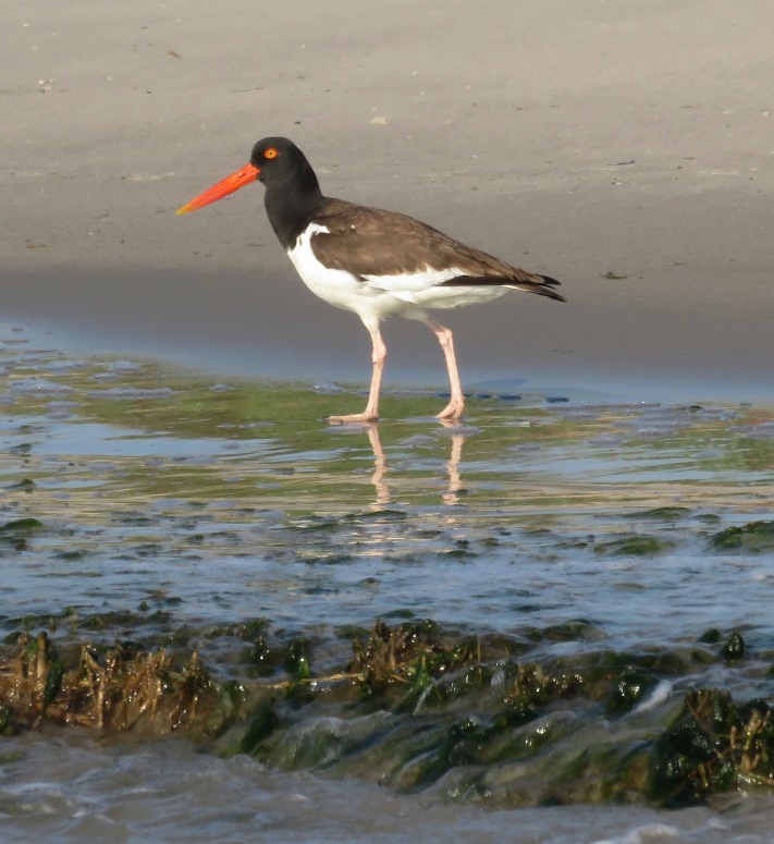 Oystercatcher standing still on the beach