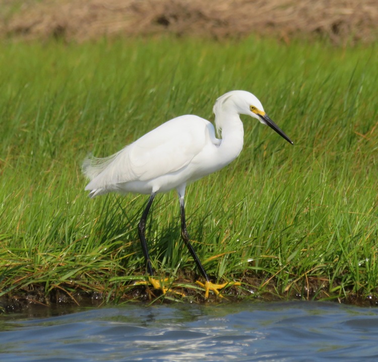 Snowy egret