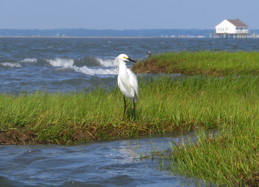 Egret with house in background