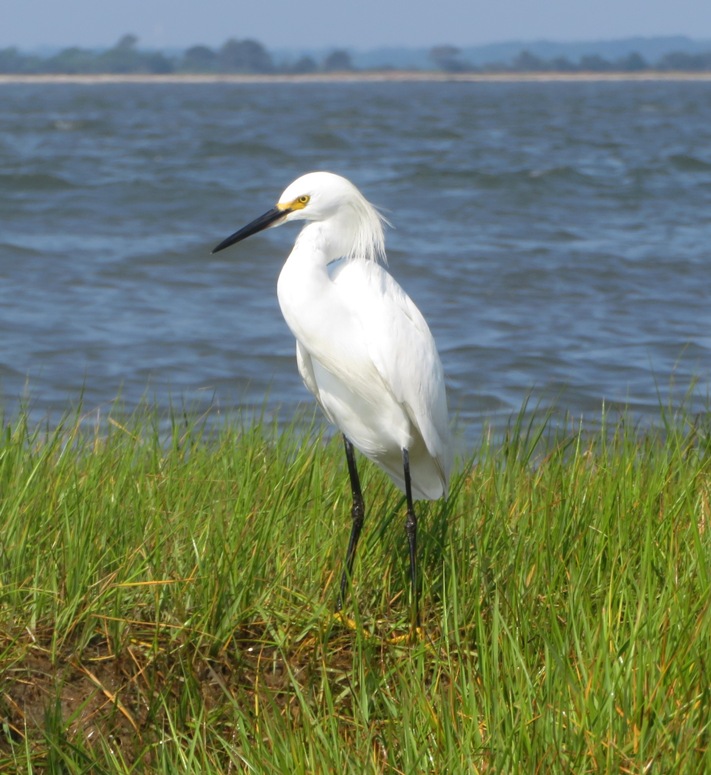 Snowy egret standing in grass