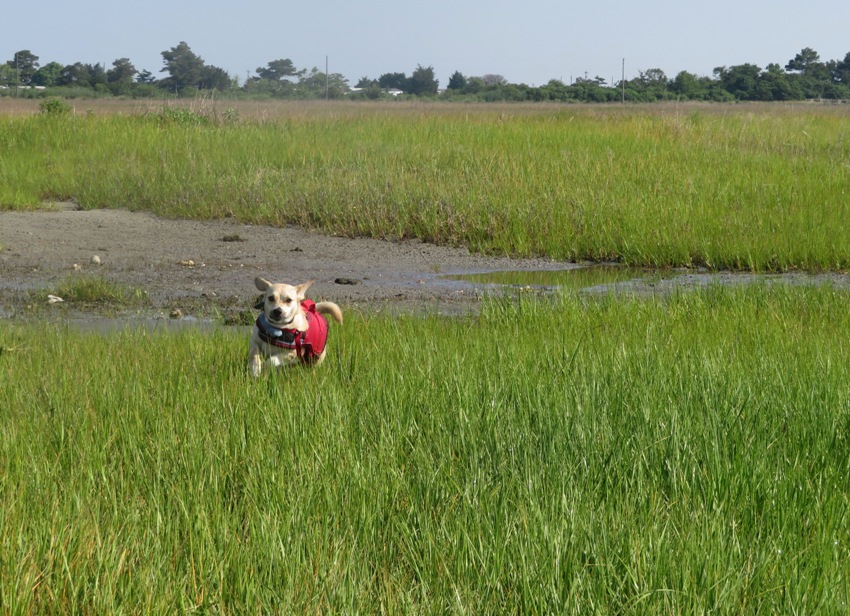 Daphne running through grass