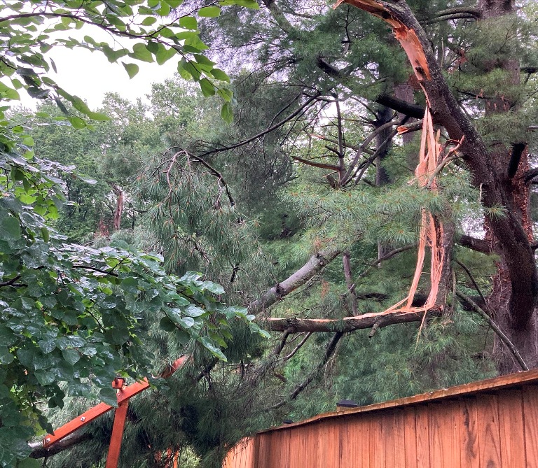 Broken branch of pine tree