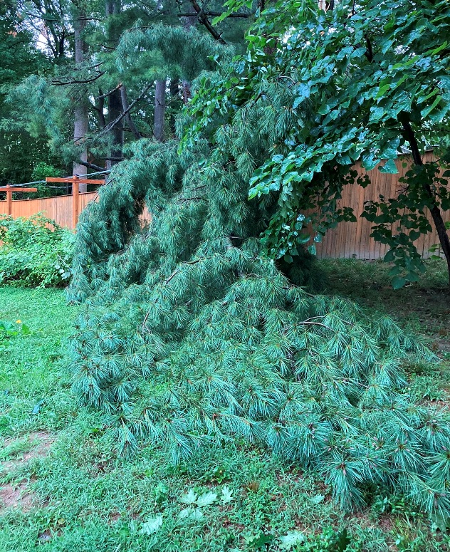 Big pine tree branch on ground