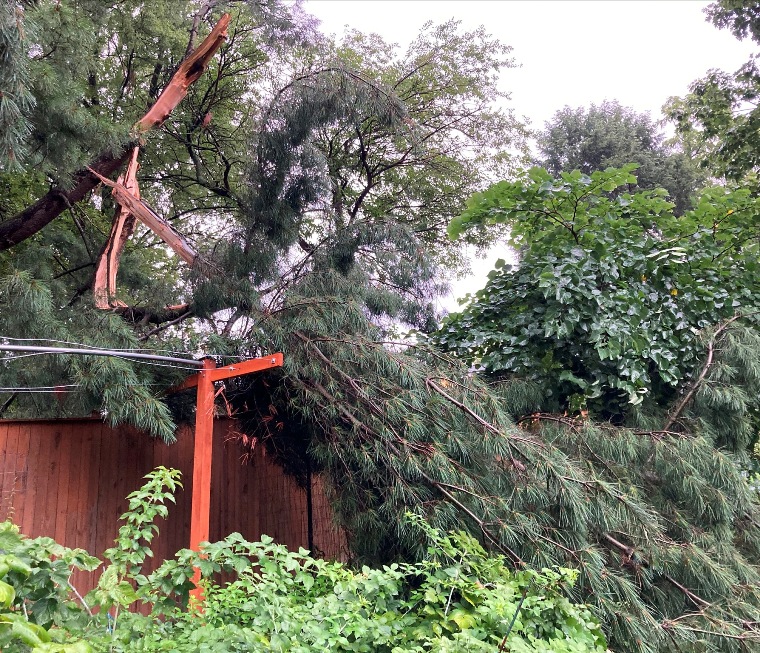 Branch hanging over trellis