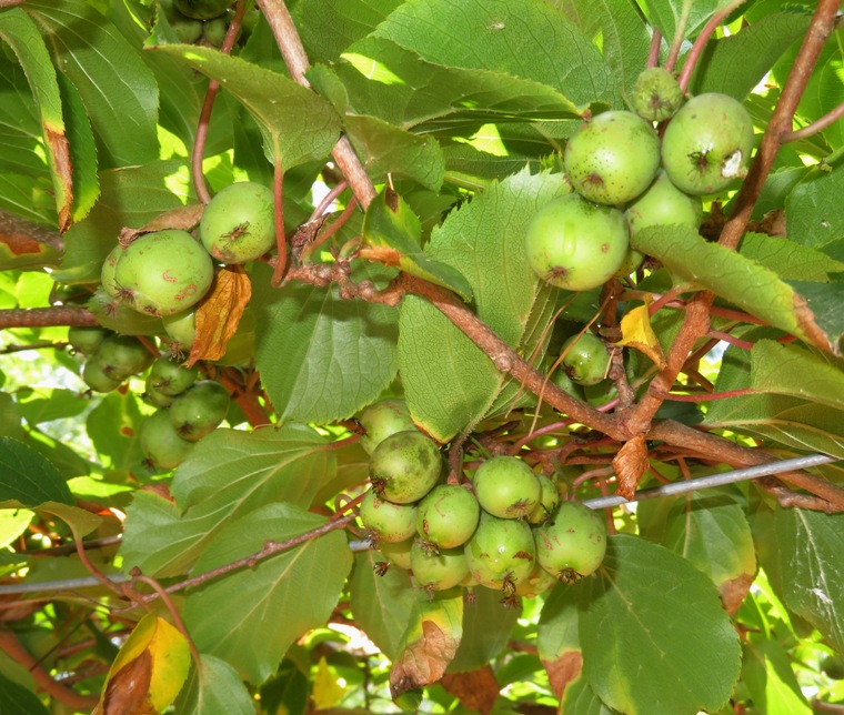 Several kiwi fruits