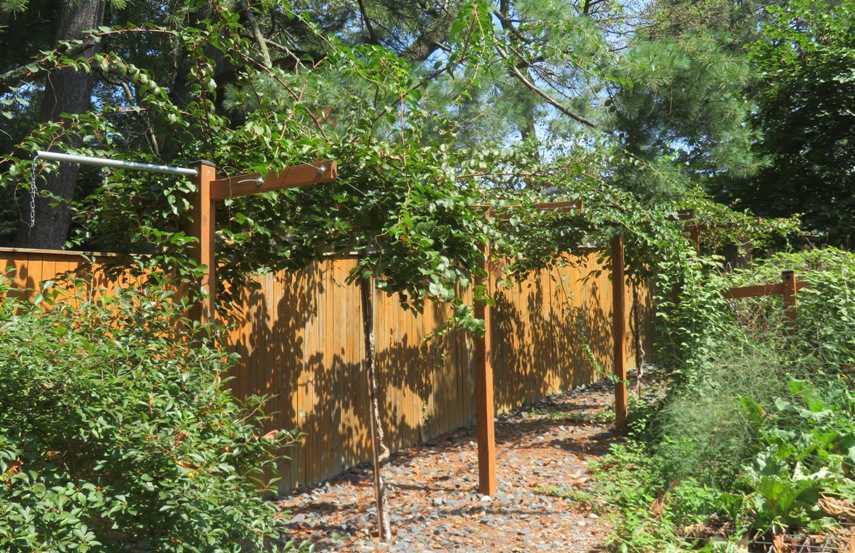 Kiwi plants on trellis