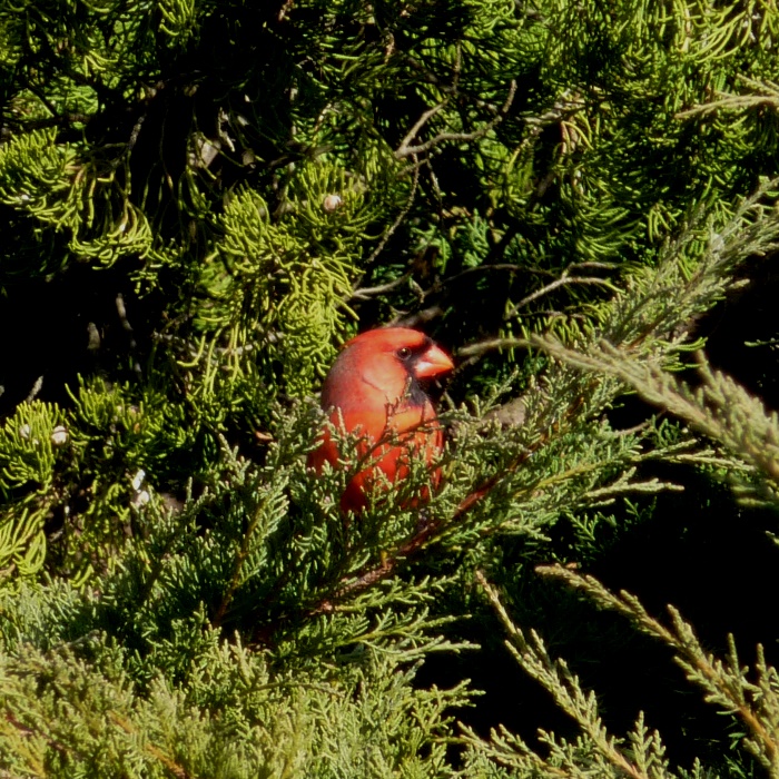 Cardinal in tree