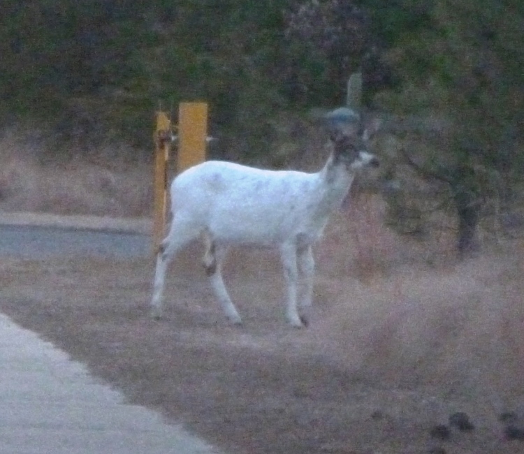 White deer with patches of brown