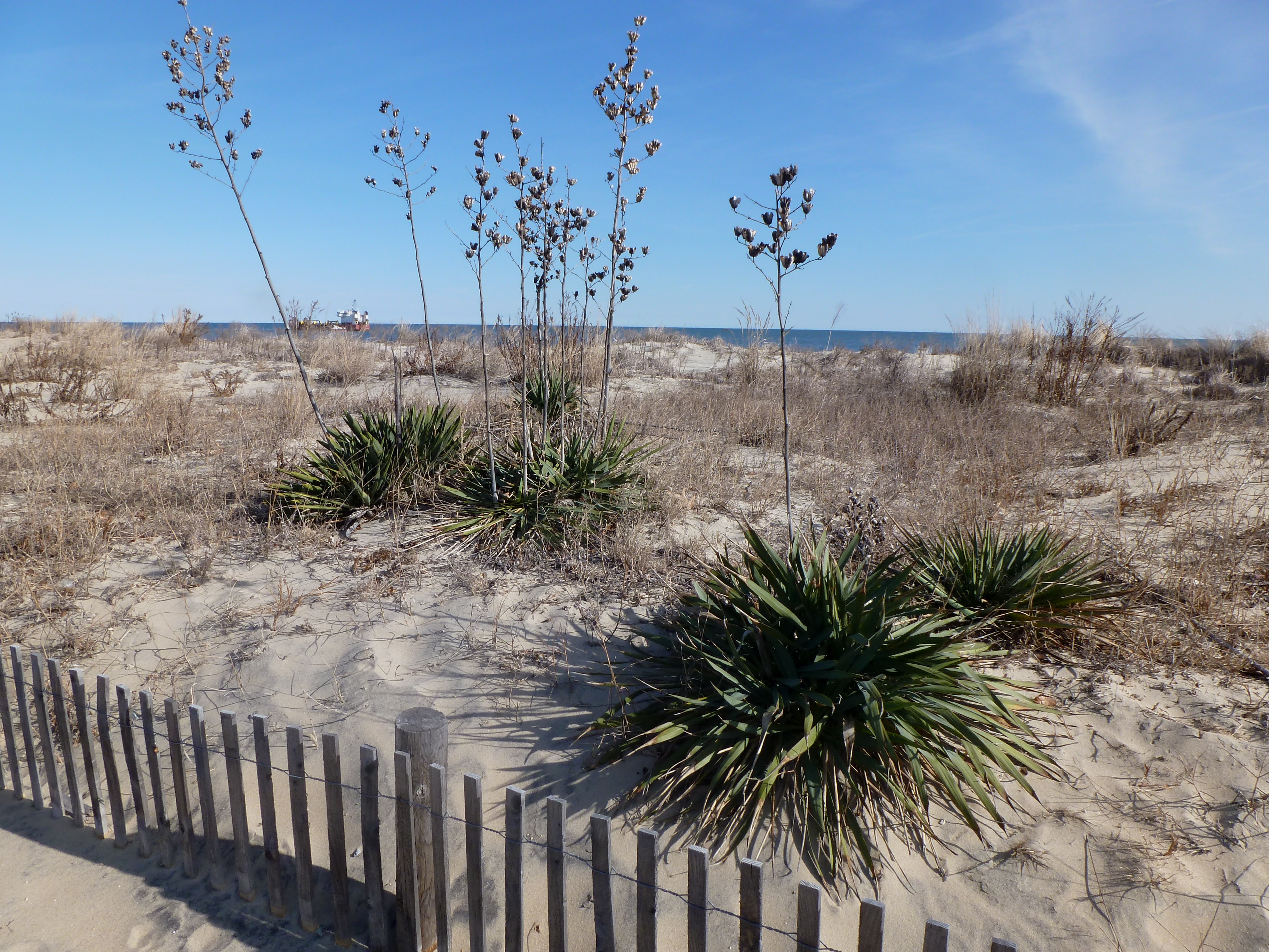 Yucca plants