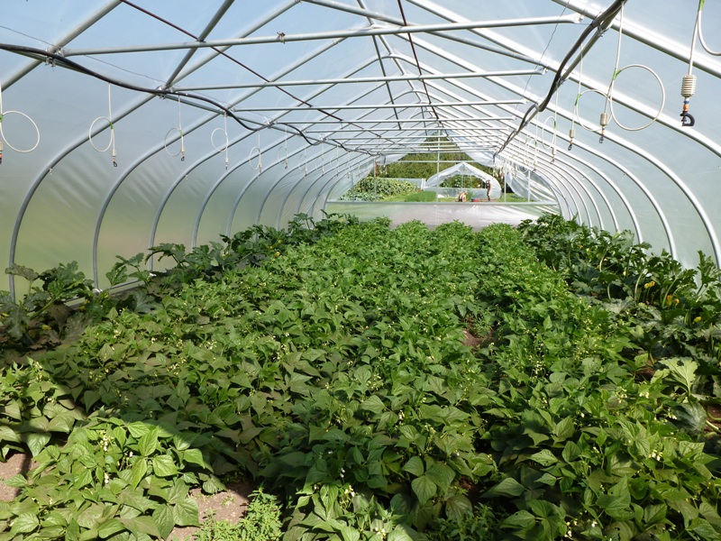 Inside view of greenhouse