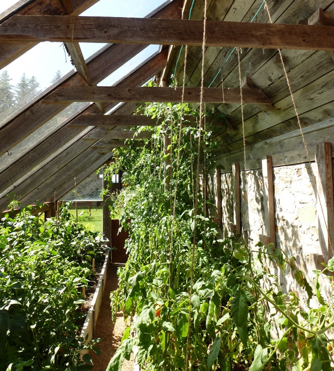 Inside view of greenhouse