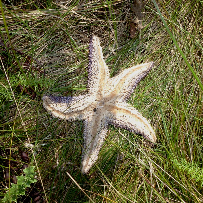 Whitish starfish