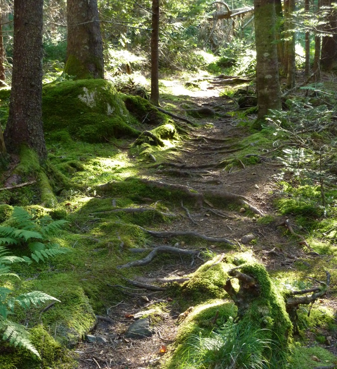 Wooded path at the Settlement Quarry Preserve