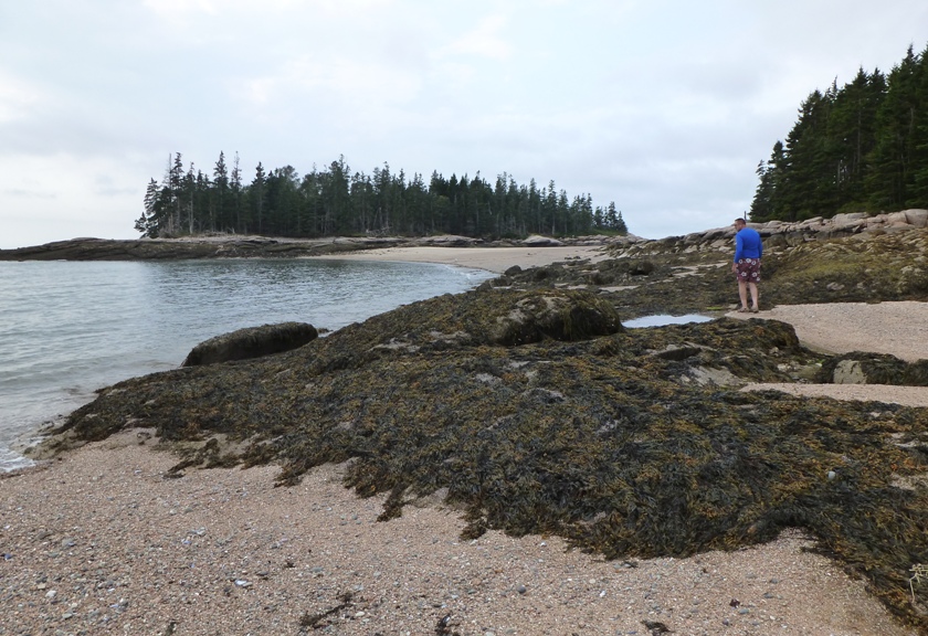 Vince and lots of seaweed