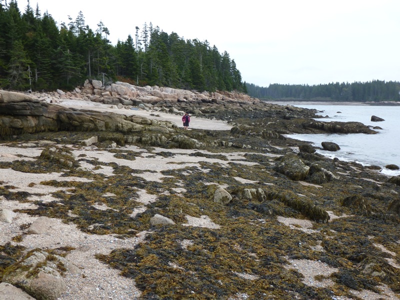 Norma in an area with lots of seaweed