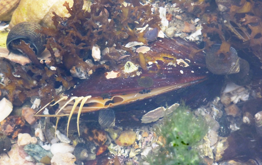 Clam with spiky things sticking out