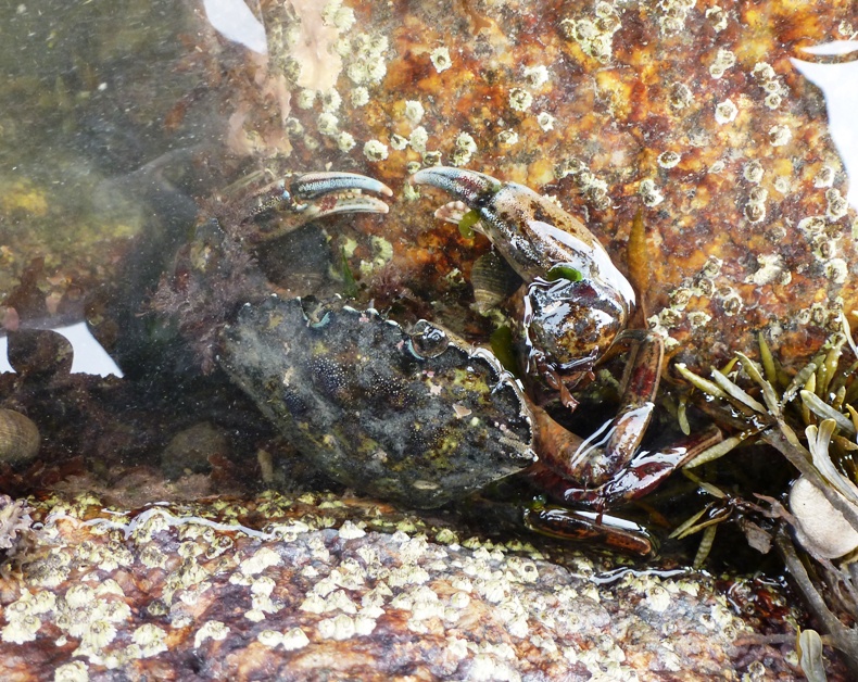 Crab on the rocks