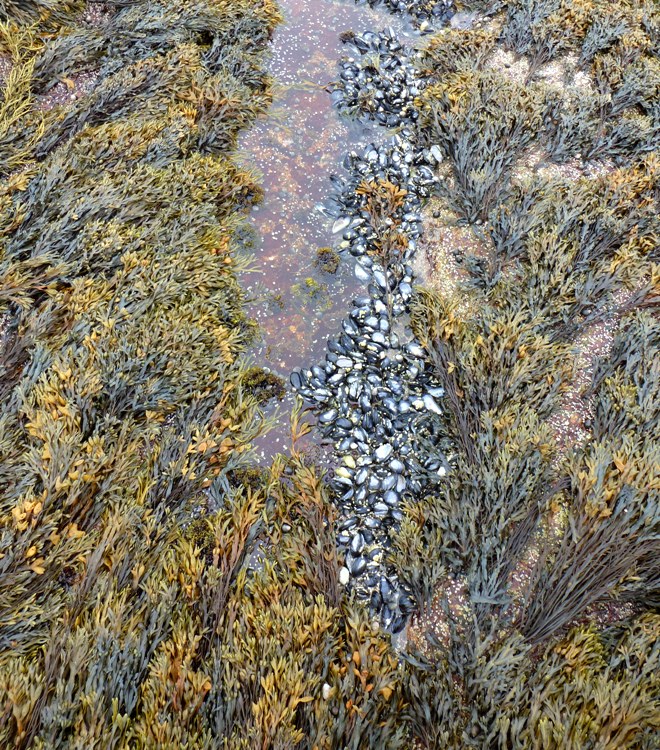 Mussels amongst the seaweed