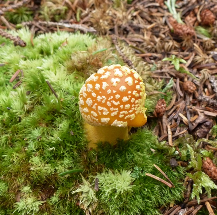 Spotted orange mushroom