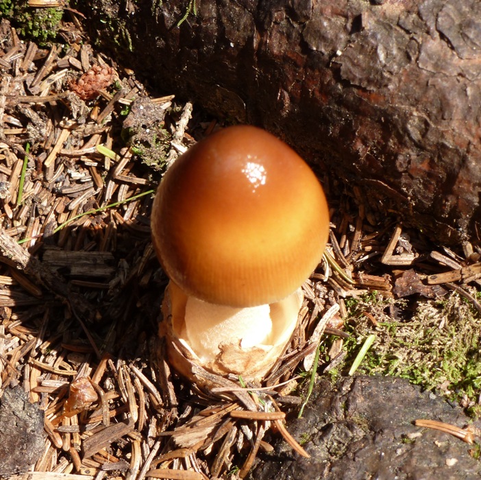 Smooth and shiny mushroom