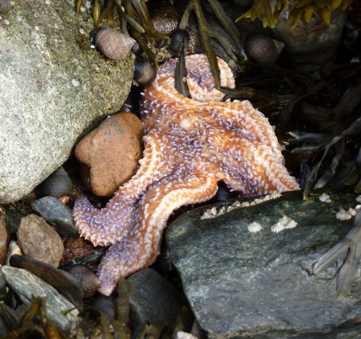 Purple and orange starfish