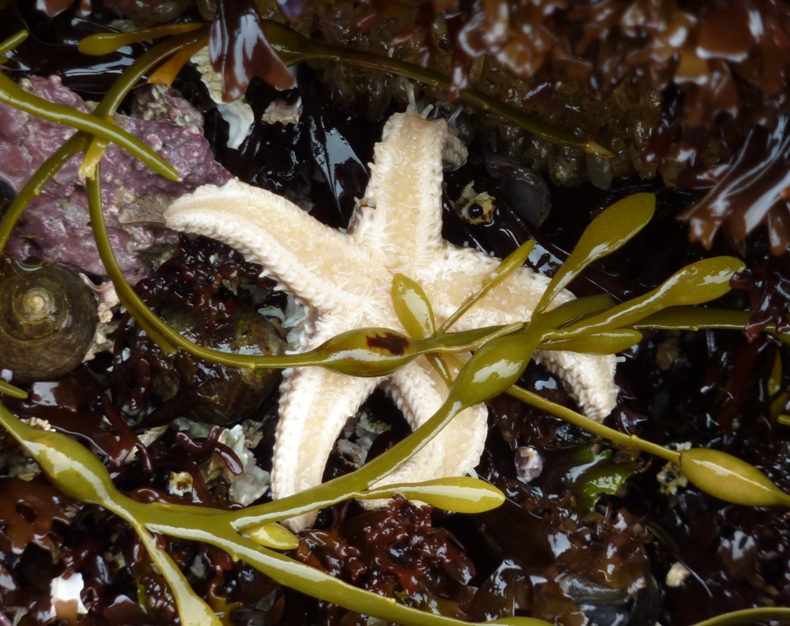 Underside of starfish